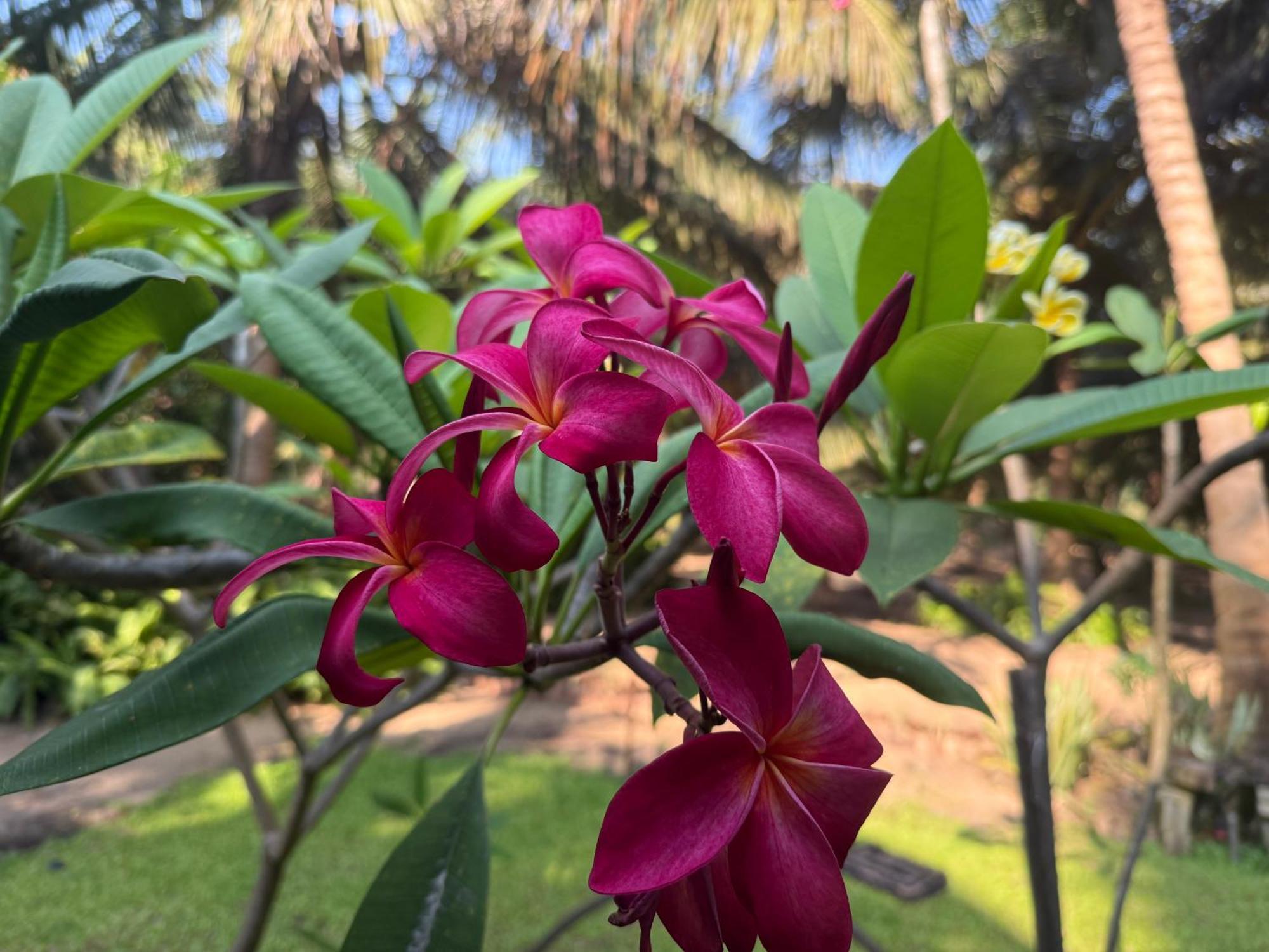 Agro Village Resort , Kalpitiya Buitenkant foto