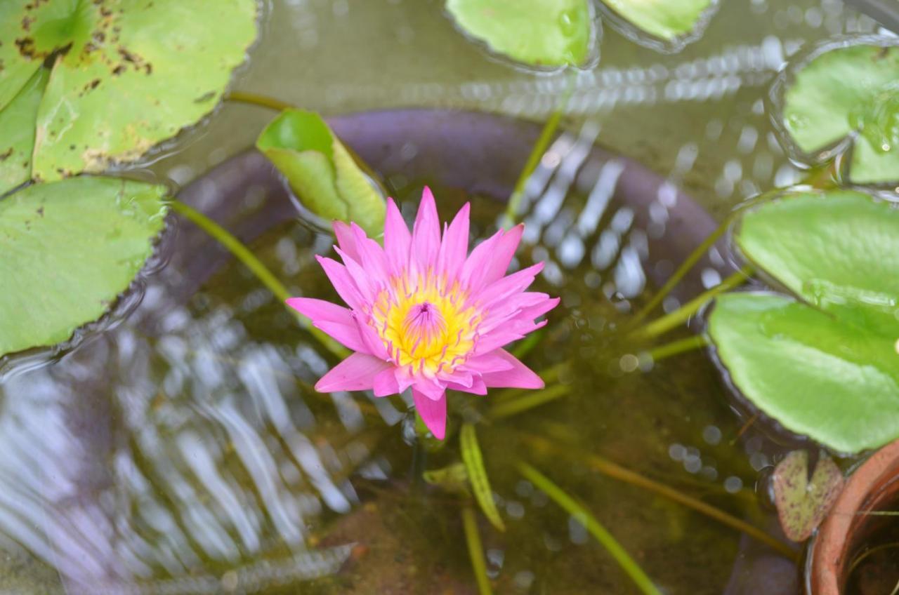 Agro Village Resort , Kalpitiya Buitenkant foto